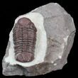 Red Barrandeops Trilobite - Hmar Laghdad, Morocco #39844-1